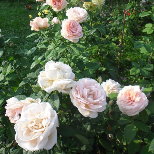 Roz somon - Trandafir copac cu trunchi înalt - cu flori tip trandafiri englezești - coroană tufiș